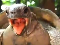 Zoo sex feature depicts a turtle mounting his female ally from behind